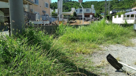 定期巡回清掃（草刈り）BEFORE